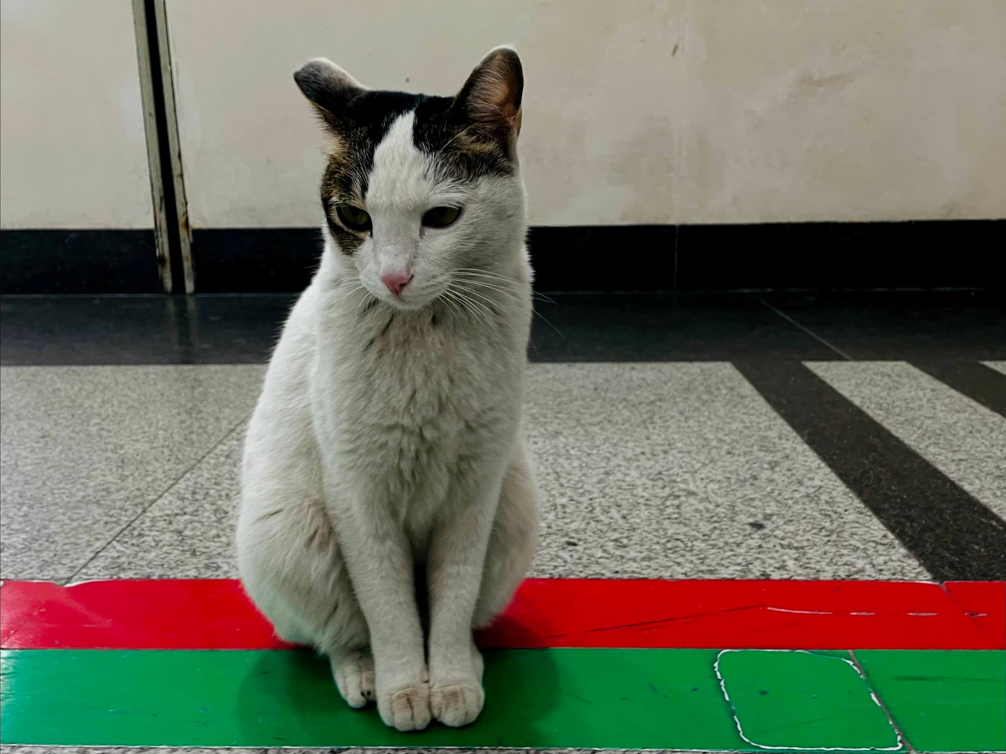 医院的猫