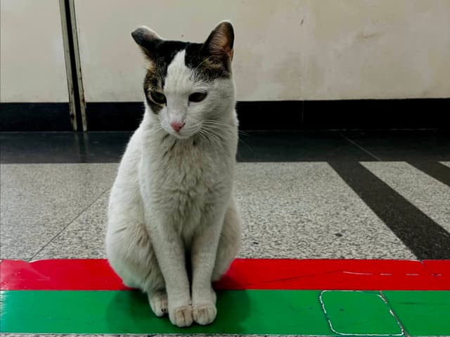 医院的猫