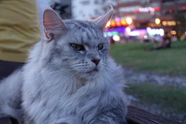 雍容华贵的猫