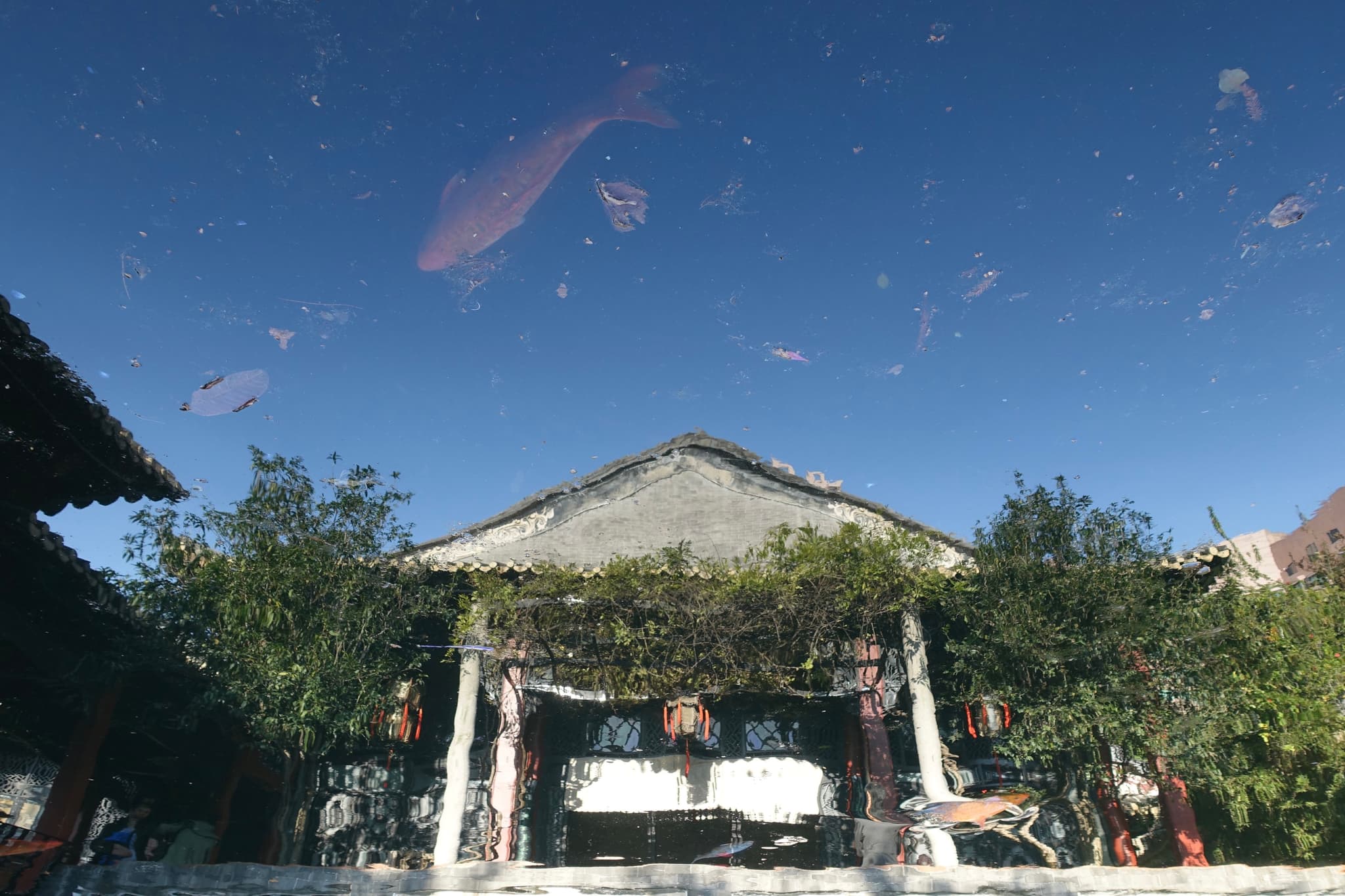 大鱼