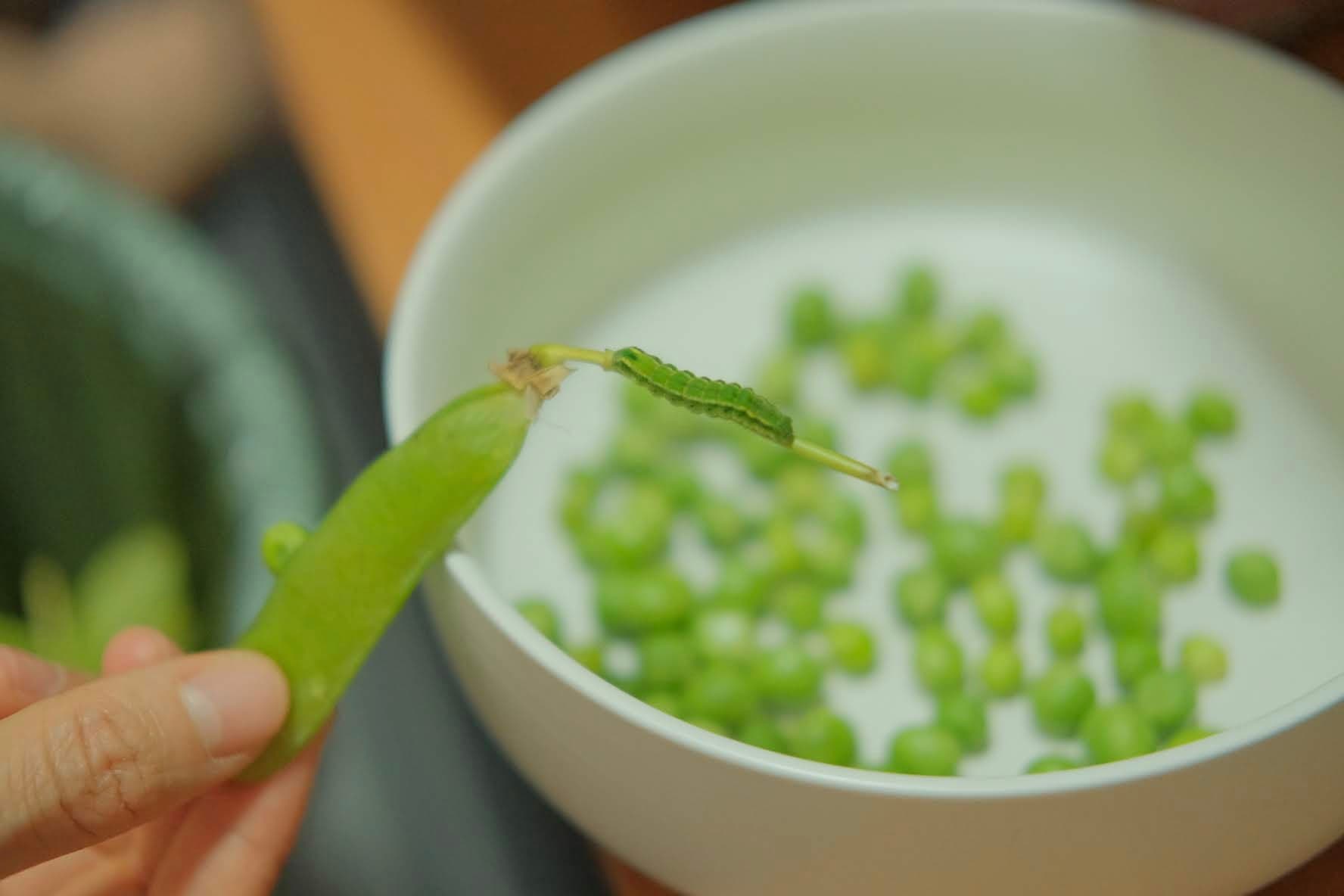 虫