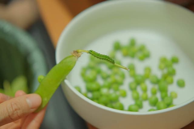 虫