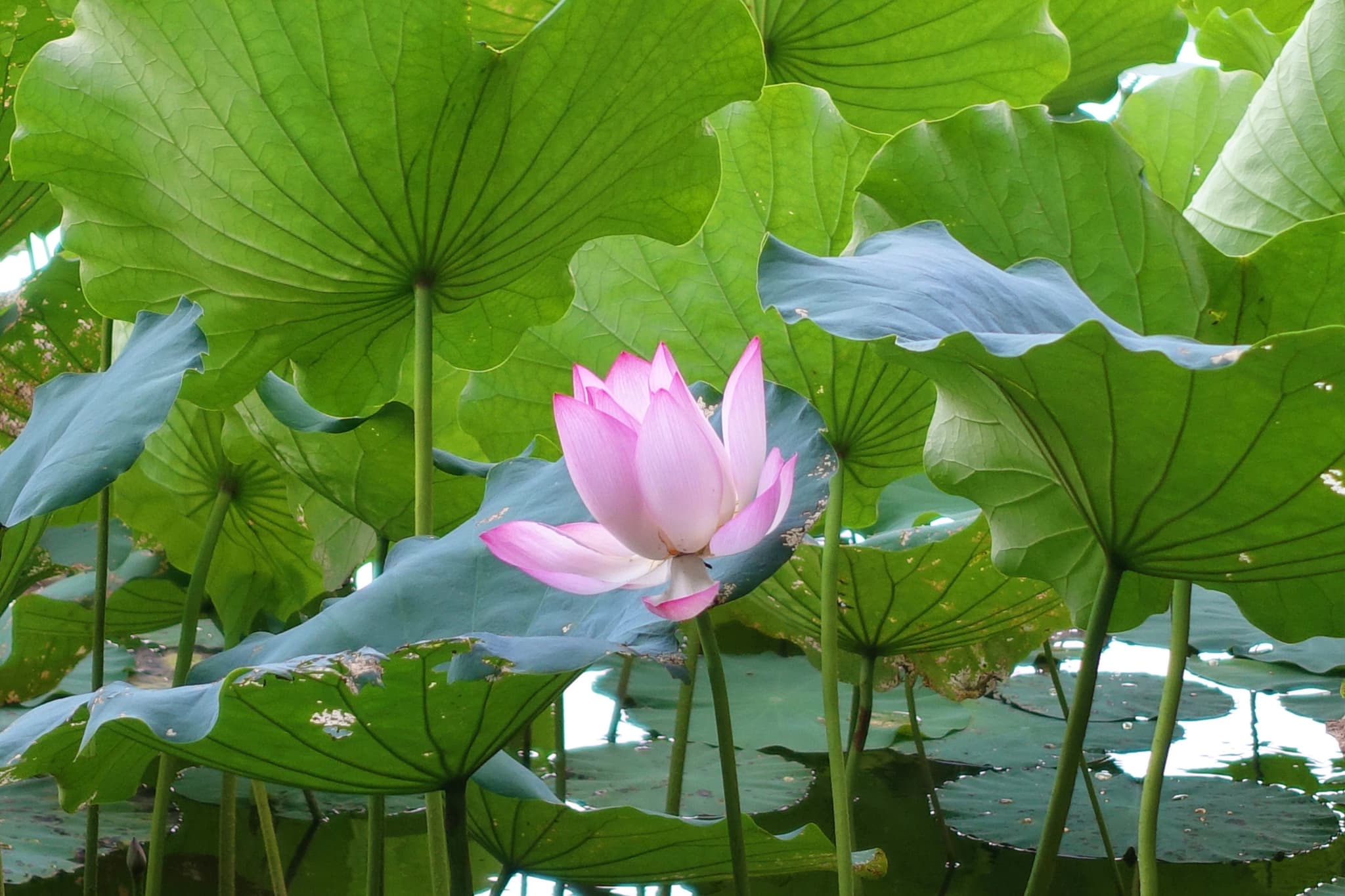 莲